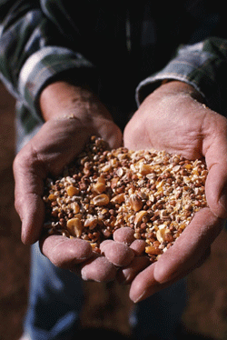 agriculture_feed_hand