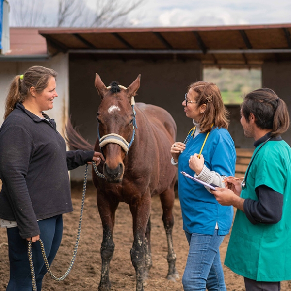 Veterinarian's with a horse