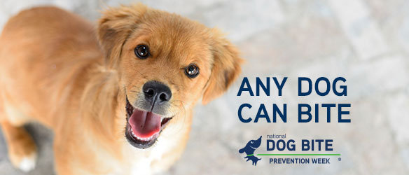 Any Dog Can Bite National Dog Bite Prevention Week
