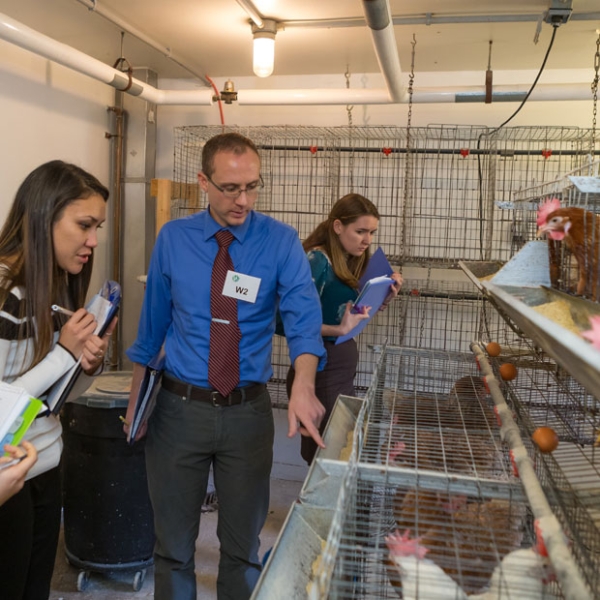 AWJAC contest participants review an animal welfare setting with chickens 