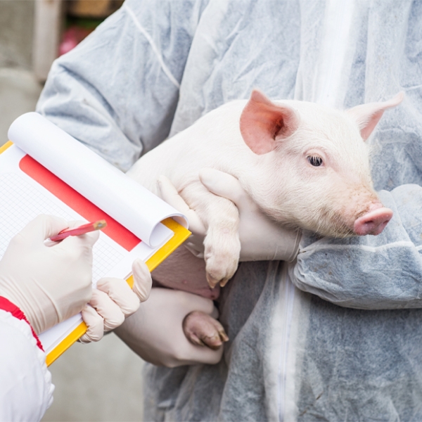 Person in scrubs holding small pig